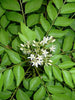 Curry Leaf plant- Fruit Plants & Tree - Exotic Flora