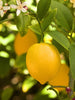 Lemon-Balaji - Big Size Plants