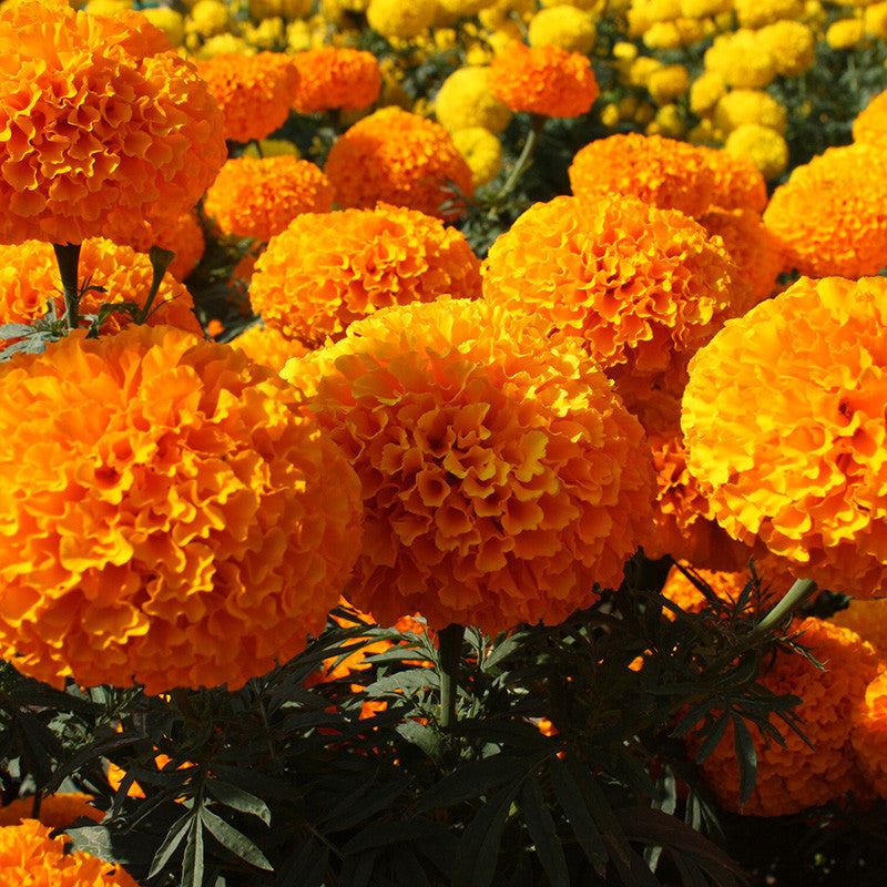 Mari Gold Orange - SEASONALS – Exotic Flora