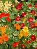 Nasturtium Alaska-Flower Seeds