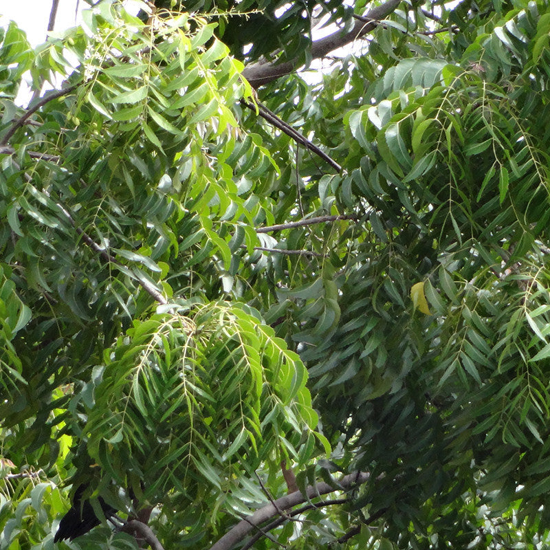 Indian neem tree - Avenue Trees– Exotic Flora