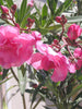 Nerium Pink Double - Flowering Shrubs