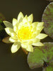 Water Lily  Yellow - Aquatic Plants