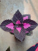 Ornamental Coleus - Purple Prince