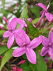 Emarald Purple - Flowering Plants - Exotic Flora