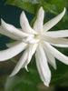 Star Jasmine - Top Perfuming - Fragrant Plants