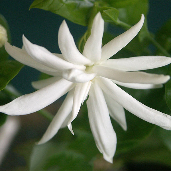 Star Jasmine - Top Perfuming - Fragrant Plants– Exotic Flora