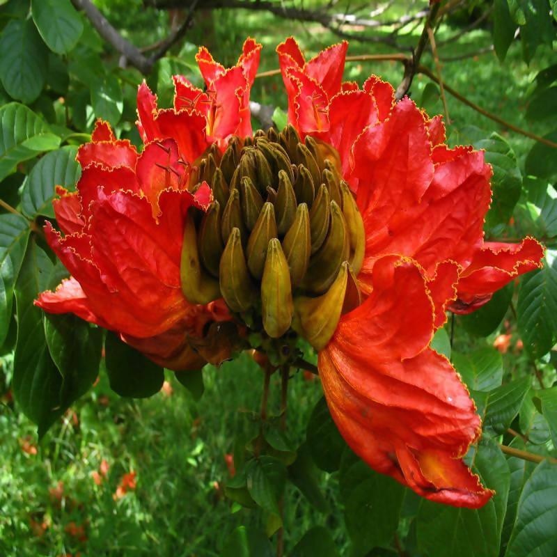 Spathodea campanulata - Flowering Trees– Exotic Flora