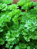 Parsley STRANGER F1-Vegetable Seeds