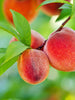 Peach (Grafted)- Fruit Plants & Tree