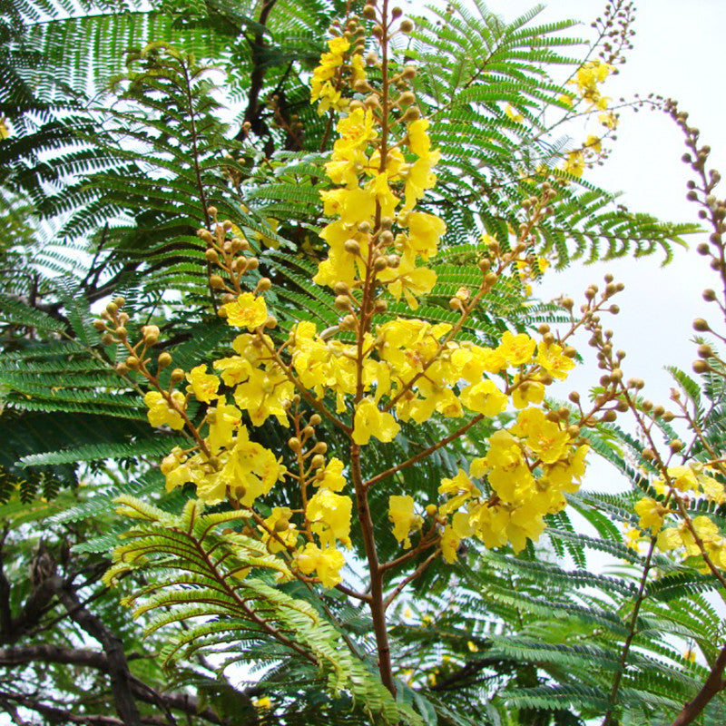 Peltophorum ferrugineum - Avenue Trees– Exotic Flora