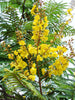 Peltophorum ferrugineum - Avenue Trees