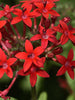 Pentas Red - Flowering Plants