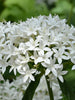 Pentas White - Flowering Plants