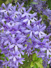 Petrea Volubilis - Creepers & Climbers