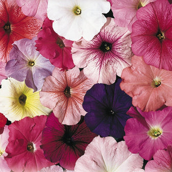 Petunia Mix -Flower Seeds