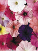 Petunia Mix -Flower Seeds