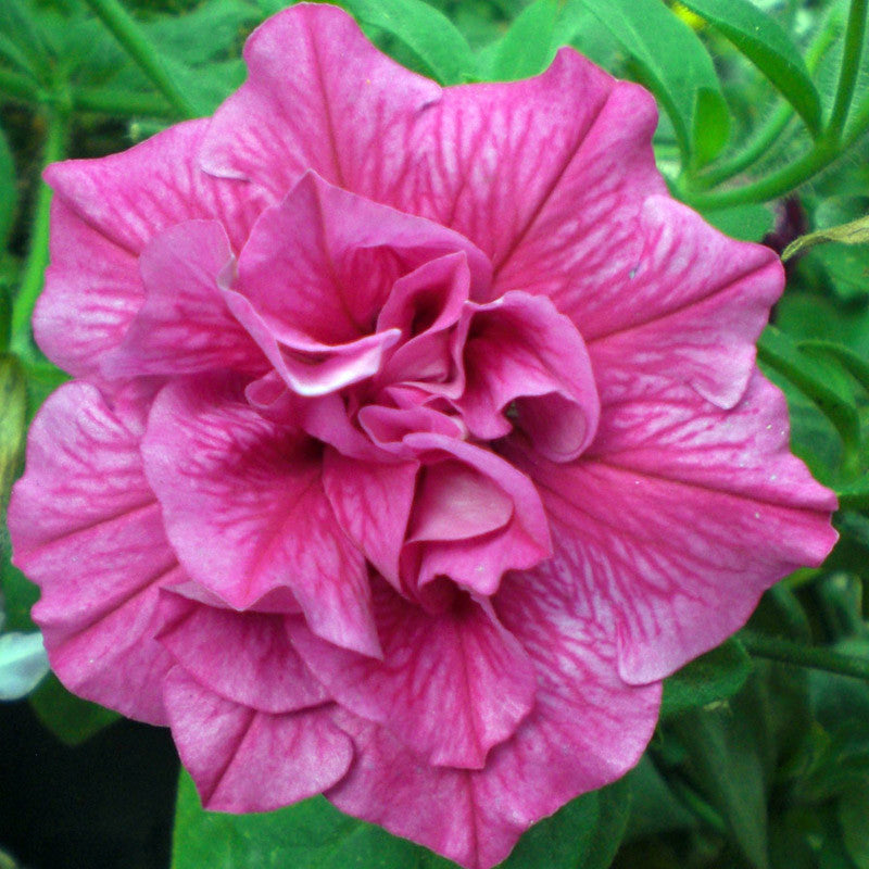 Petunia Double- Flower Seeds – Exotic Flora