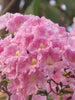 Tabubea Rosea Or Pink Trumpet - Big Size Plants