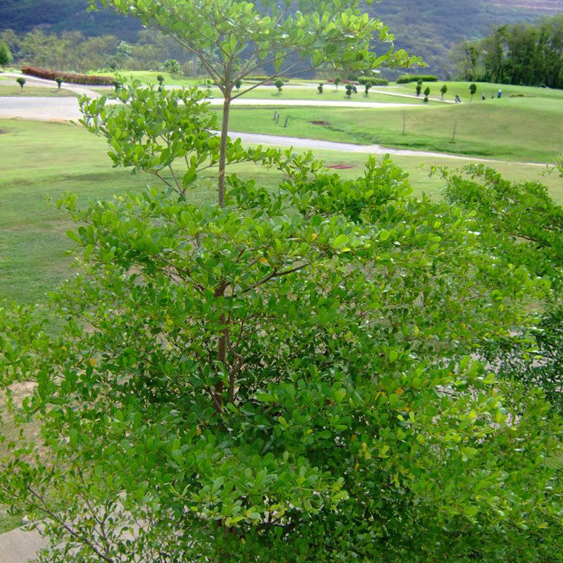 Terminalia Mini Ivorensis - Big Size Plants– Exotic Flora