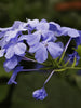 Plumbago Auriculata - Flowering Plants