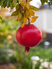 Pomegranate Pomo Madhuri - Big Size Plants