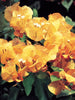Bougainvillea light orange  Flowering shrubs - Exotic Flora
