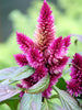 Celosia Argentea Pink - SEASONALS - Exotic Flora