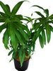 Song of India Green - Indoor/Ornamental Plants