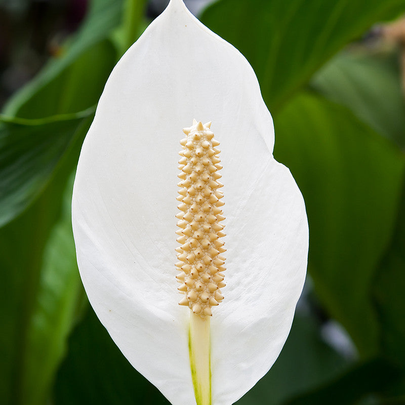 snake lily plant Peace Lily/Spathiphyllum Macrophyllum