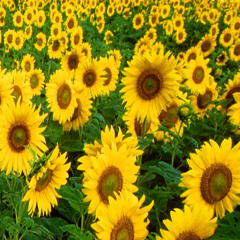 SunFlower -Flower Seeds – Exotic Flora