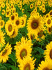 SunFlower -Flower Seeds