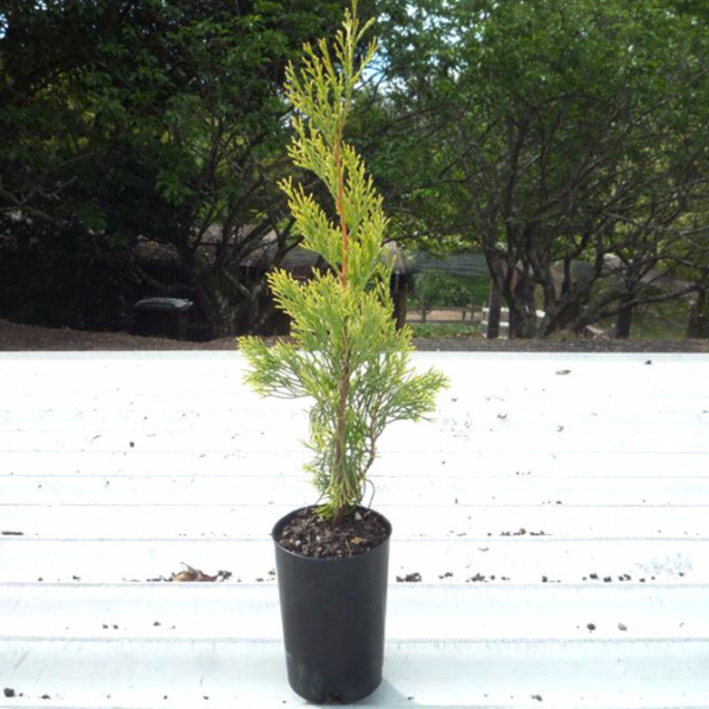 Pencil Pine - Big Size Plants – Exotic Flora