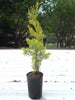 Pencil Pine - Big Size Plants