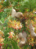 Sweet Tamarind (Grafted) - Fruit Plants & Tree