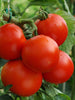Tomato-Vegetable Seeds