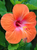Hibiscus Orange/Goldspot  - Flowering Plants