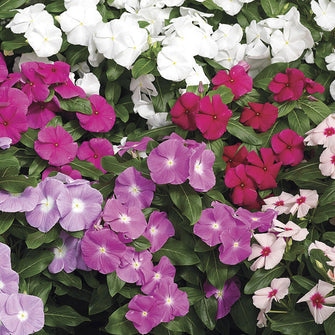 Vinca - Flower Seeds