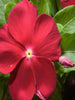 Vinca Red- Flower Seeds