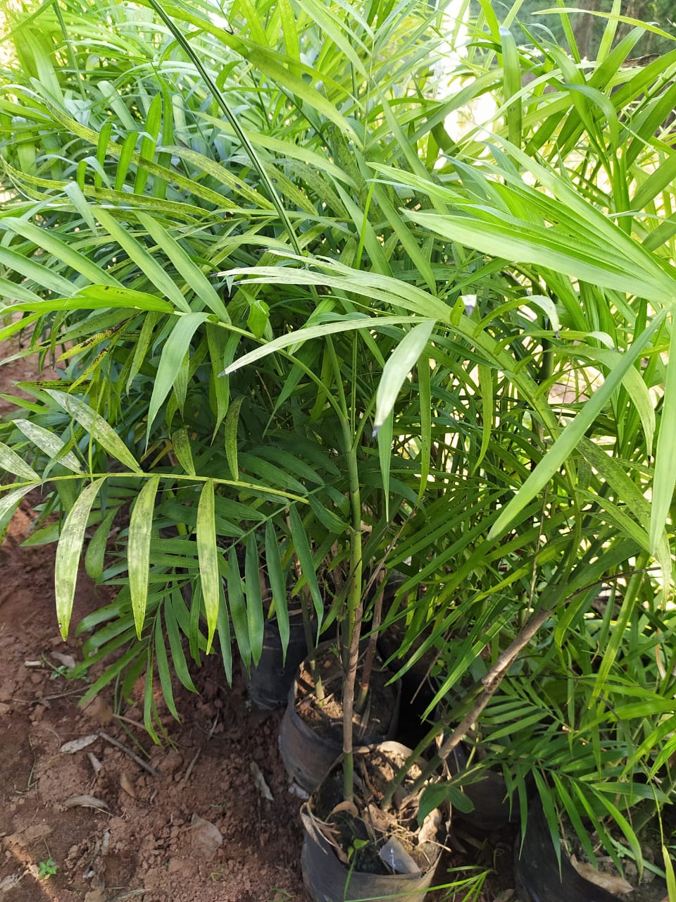 Chamaedorea elegans/Parlour Palm - Palms – Exotic Flora