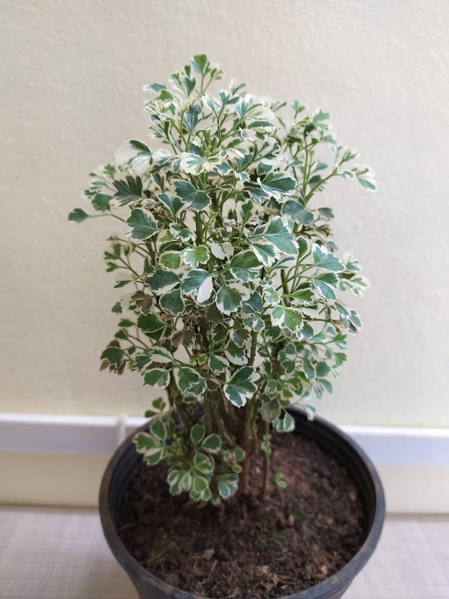is aralia indoor plant Aralia mini white