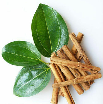 Dalchini/Cinnamomum verum - Kitchen & Spice Plants