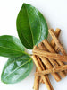 Dalchini/Cinnamomum verum - Kitchen & Spice Plants