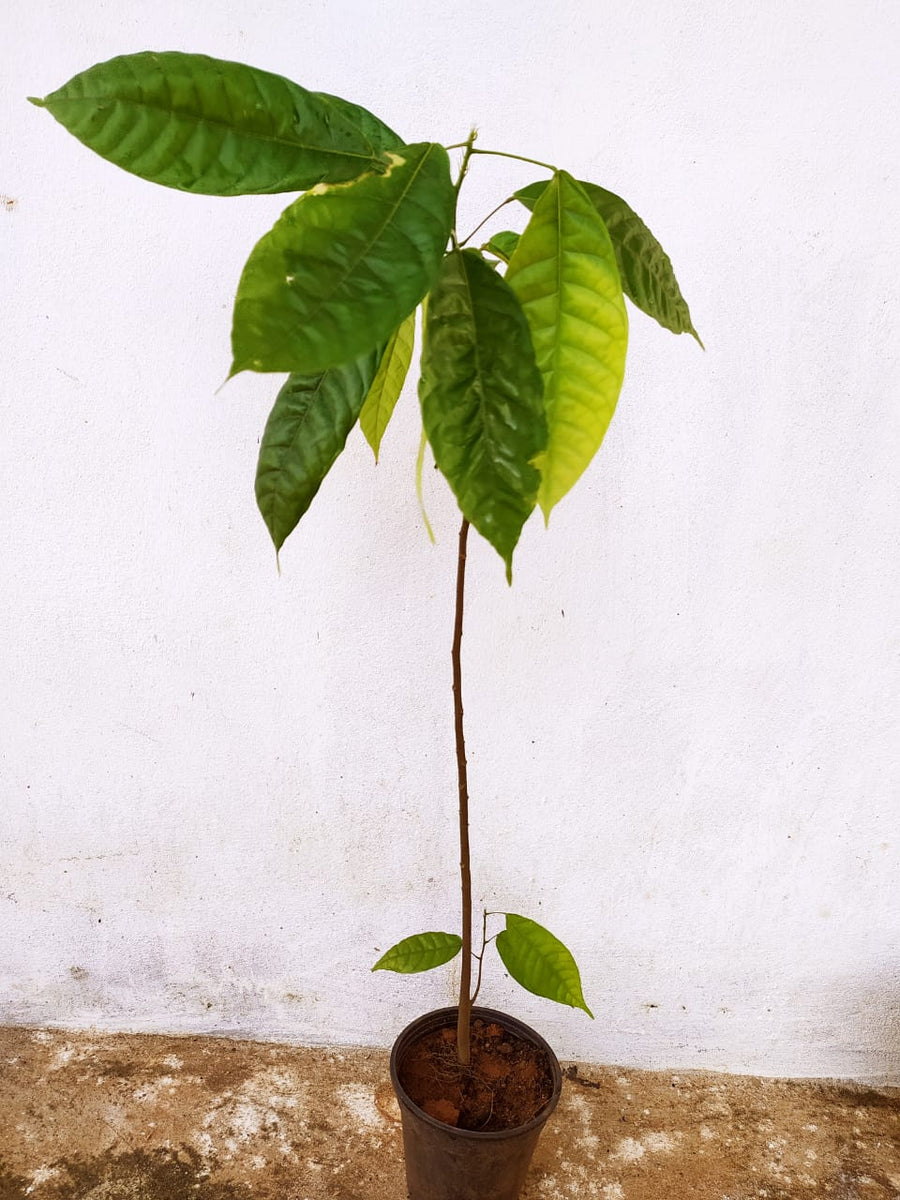 Cocoa/Cacao Fruit