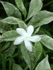 Tagar wheel variegata - Flowering Plants