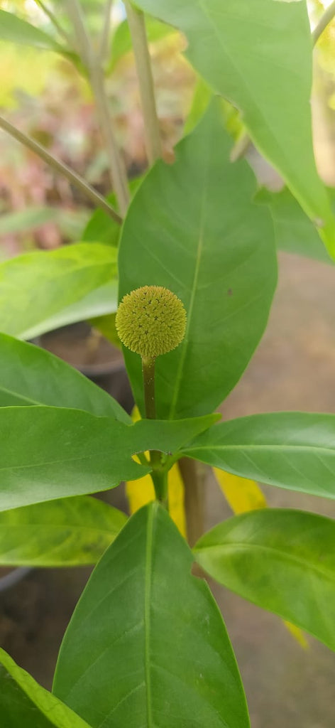 Kadamba Dwarf - Ornamental Plants – Exotic Flora