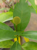 Kadamba Dwarf - Ornamental Plants