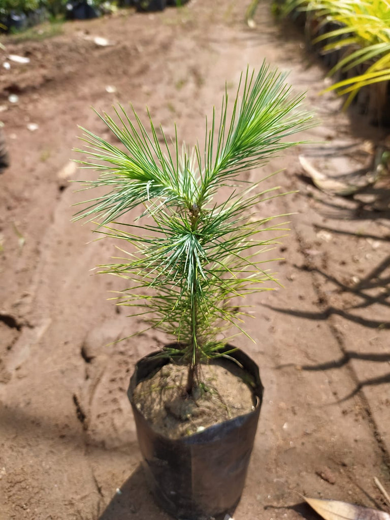 Chir Pine - Avenue Trees– Exotic Flora