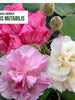 Hibiscus mutabilis/Cotton Rose - Flowering Plants