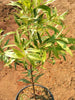Syzygium myrtifolium Variegata - Outdoor Ornamental Plants